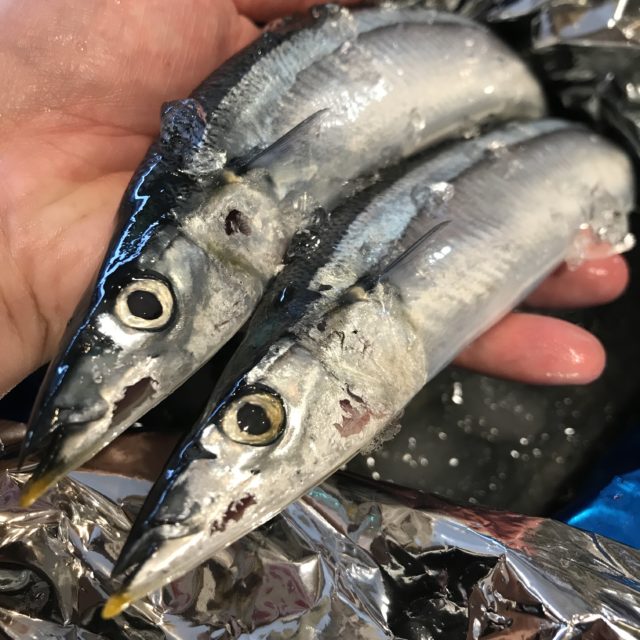 秋刀魚入荷の画像